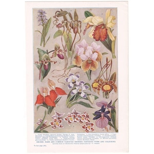 Orchid Varieties Vintage 1920s Print. Flowers Botany Present Gift. Colour Natural History Artwork. Genuine Original Lithograph Book Plate.
