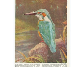 1950's Kingfisher Print. Genuine Original Vintage Book Plate. British Bird Colourful Ornithology Gift Art Artwork. Unframed Wall Decor.