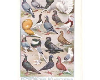Pigeon Breeds Vintage 1920s Print. Ornithology Art Present. Pet Lover Owner Enthusiast Fancier Gift. Genuine Original Colour Book Plate.