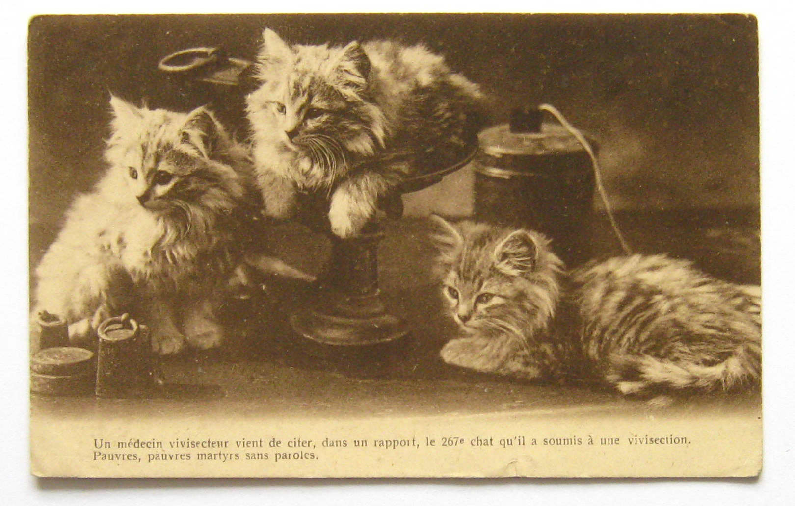 Vintage Belgian Postcard 3 Cats Amongst Weighing Scales Etsy Australia
