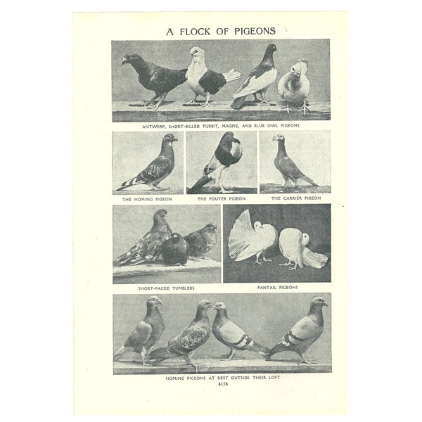 Pigeon Breeds Vintage 1920s Print. Ornithology Art Artwork Wall Decor. Birthday Gift Present. Genuine Original Lithograph Book Page/Plate.