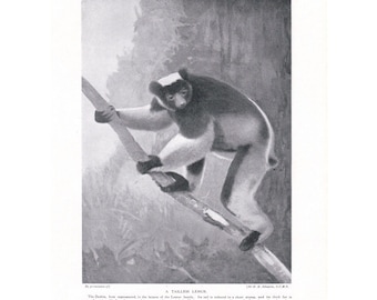 イギリス ボタニカル画 石版画(クロモリトグラフ) １８９７年 1898年アンティークシダプリントクロモリトグラフブックプレート