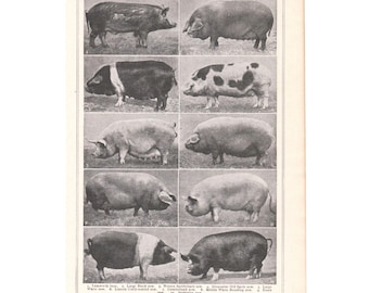 Pig Breeds Vintage 1920's Print. Animals Agriculture Birthday Gift Present. Unframed Wall Decor Photos. Genuine Original Book Page/Plate.