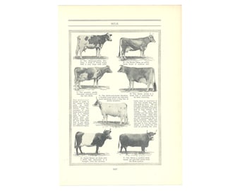 Breeds Of Cow 1930's Vintage Print. Farming Agricultural Gift Present. Unframed Wall Art. Genuine Original Lithograph Printed Book Page.