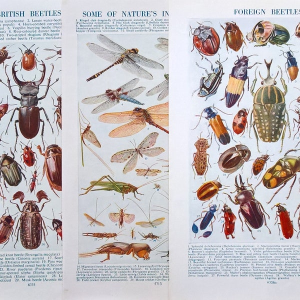 Beetles & Insects 3 x Vintage 1950s Prints. Natural History Art Decor. Birthday Gift. Genuine Original Colour Lithograph Book Plates/Pages.