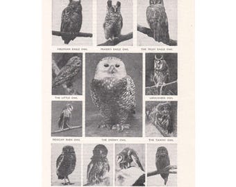 Vintage 1920's Owls Print. Ornithology Gift Present. Nature Natural History Wall Art Artwork Photography. Unframed Wall Decor Home Office.