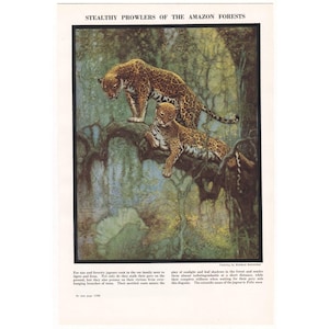 May include: A vintage illustration titled "Stealthy Prowlers of the Amazon Forests" shows two jaguars in a jungle. The jaguars, with spotted coats, are on a tree branch. The artwork has text at the top and bottom, and is in a classic style.