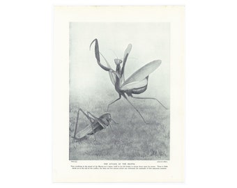 Praying Mantis Antique Print From 1916. Nature Natural History Insects Art Gift Present. Genuine Original Lithograph Printed Book Page.