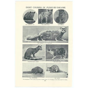 May include: A black and white illustration of eight different animals, including the tigerine cat, aard-wolf, ocelot, meerkat, waterhouse's genet, manx cat, mongoose, and genet. The illustration is titled "Eight Cousins of Pussy-by-the-Fire".