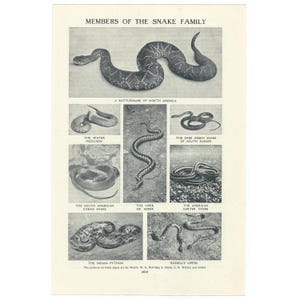 May include: A vintage black and white print titled "MEMBERS OF THE SNAKE FAMILY." The print features illustrations of various snake species, including a rattlesnake, water moccasin, and Indian python. The text includes the names of the snakes.