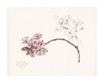 Cherry Botanical Art Etsy