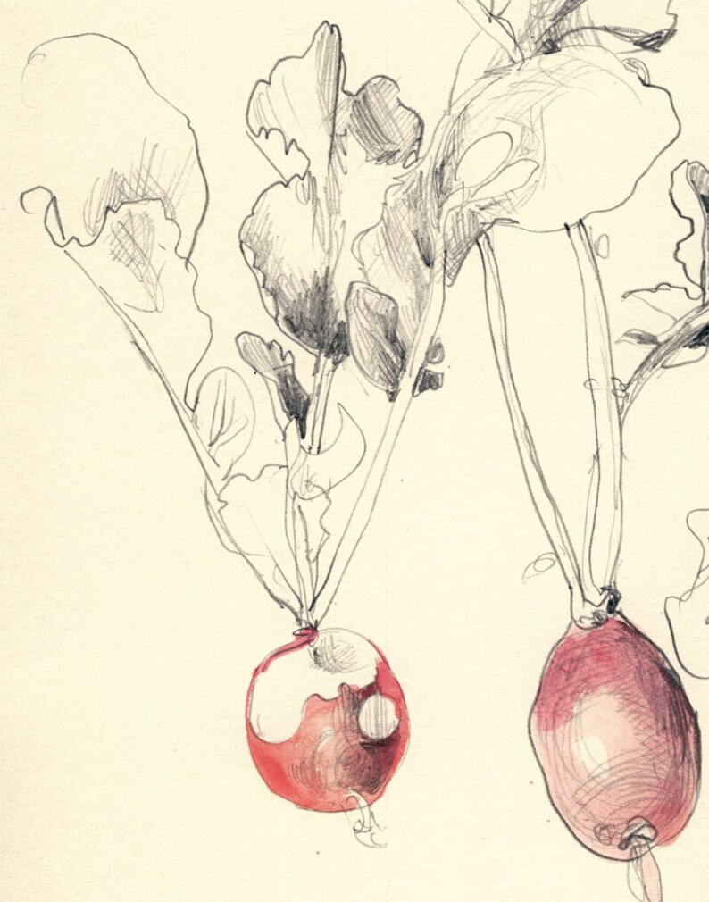 Red Radish drawing Vegetable PRINT radish watercolor pencil Etsy