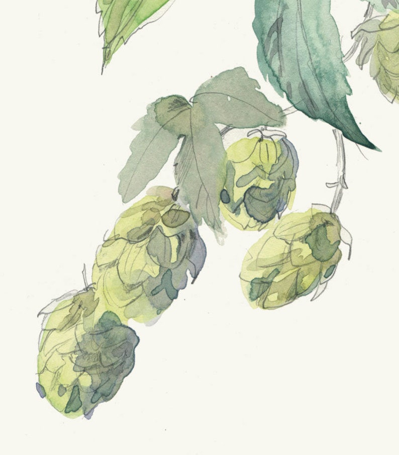 Hops watercolor drawing PRINT of my pencil and watercolor drawing after Hops, Humulus Lupulus, beer plant botanical wallart by Catalina image 4