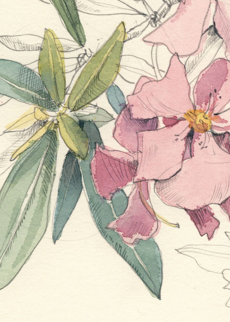 Nerium Oleander watercolor & pencil drawing pink flowers | Etsy