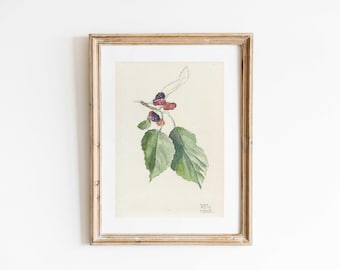 Impresión botánica de morera n.° 2: dibujo a lápiz con acuarela (12,7 x 18,2 x 25,4 cm)