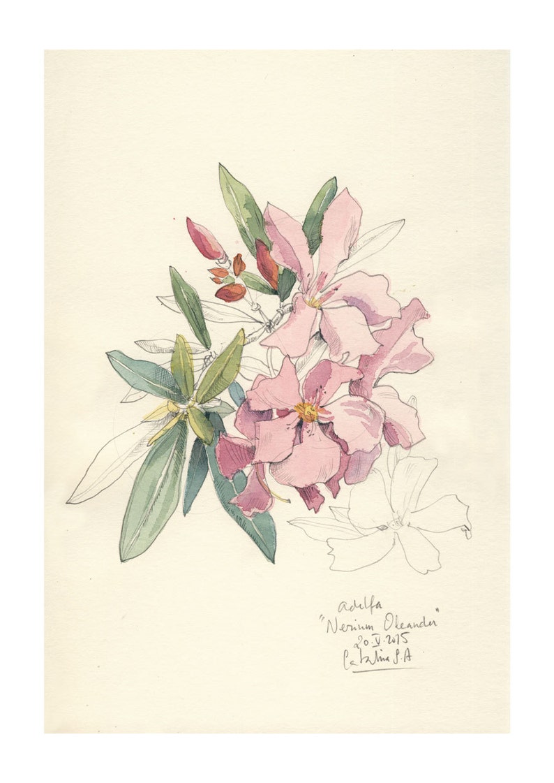 Nerium Oleander Watercolor & Pencil Drawing Pink Flowers Etsy