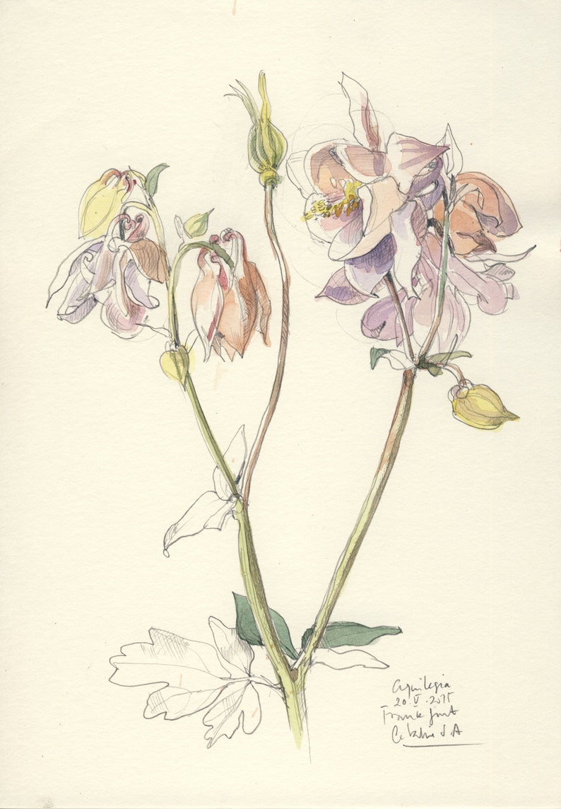 Columbine flower drawing 1 ORIGINAL Aquilegia pencil and Etsy