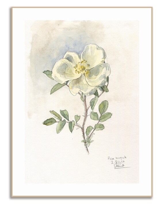 Rose Rysunek Botanicznych Druku Moja Mała Róża Akwarela I Ołówek Rysunek Shabby Chic Floral Art Botaniczny Rysunek Przez Catalina