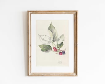 Impresión botánica de morera n.° 1: dibujo a lápiz con acuarela (12,7 x 18,2 x 25,4 cm)