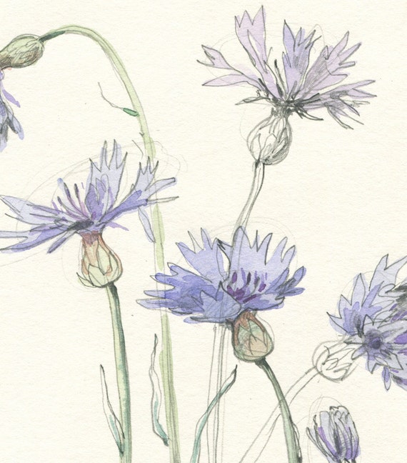 Kwiaty Botaniczne Rysunek Druk Akwareli I Ołówka Rysunek Pola Kwiatów Shabby Print Botaniczny Art Przez Catalina