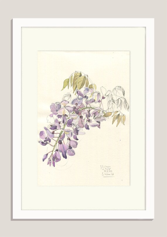 Glycines Dessin 2 Crayon Et Aquarelle Originale De Fleur De Glycine 8 X 11 Origine Botaniques Par Catalina