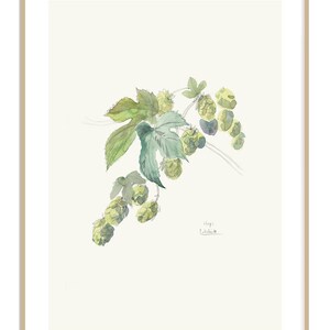 Hops watercolor drawing PRINT of my pencil and watercolor drawing after Hops, Humulus Lupulus, beer plant botanical wallart by Catalina image 6