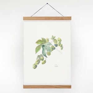 Hops watercolor drawing PRINT of my pencil and watercolor drawing after Hops, Humulus Lupulus, beer plant botanical wallart by Catalina image 1