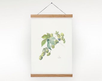 Hops watercolor drawing -PRINT of my pencil and watercolor drawing after Hops, Humulus Lupulus,  beer plant botanical wallart by Catalina