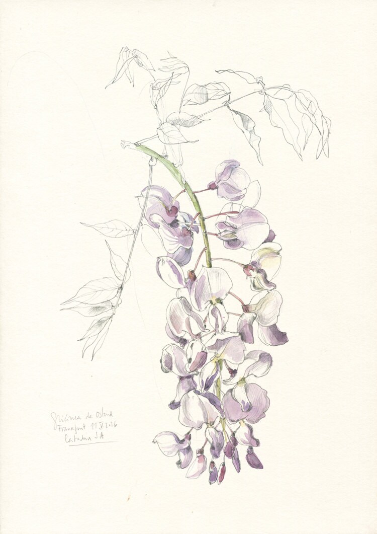 Purple Floral Botanical Illustration Floral Bright Purple Bedroom Wall Decor Wisteria Flowers Art Print Purple Flower Watercolor Painting Purple Floral Botanical Illustration Floral Bright Purple Bedroom Wall Decor Wisteria Flowers Art Print Purple Flower Watercolor Painting