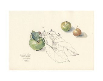 Apples #1 PRINT watercolor pencil drawing, green apples drawing. Botanical still life, fruits drawing by Catalina S.A