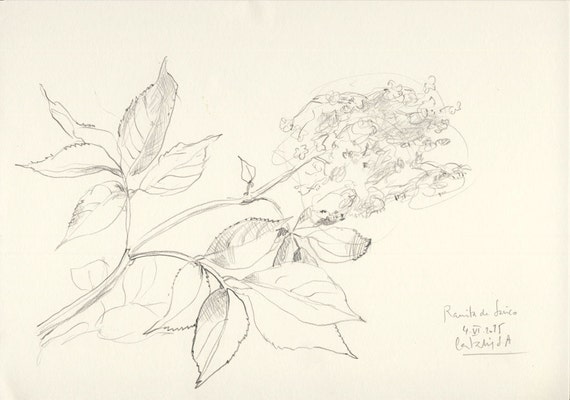 Dessin Botanique Original 1 Dessin Art De Fleurs De Sureau Par Catalina Sa Au Crayon De Fleur De Sureau