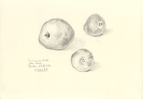 Jabłka N 7 Oryginalny Rysunek Ołówkiem Dzikie Owoce Jabłko A4 Rozmiar 8 X 11 Still Art Przez Catalina S A