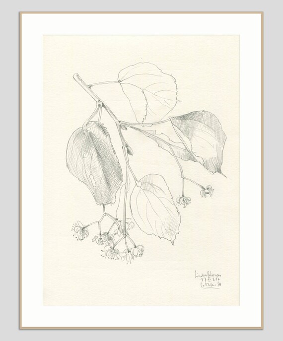 Produkty Podobne Do Kwiat Lipy Oryginalny Rysunek Ołówkiem