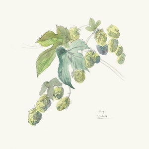 Hops watercolor drawing PRINT of my pencil and watercolor drawing after Hops, Humulus Lupulus, beer plant botanical wallart by Catalina image 2