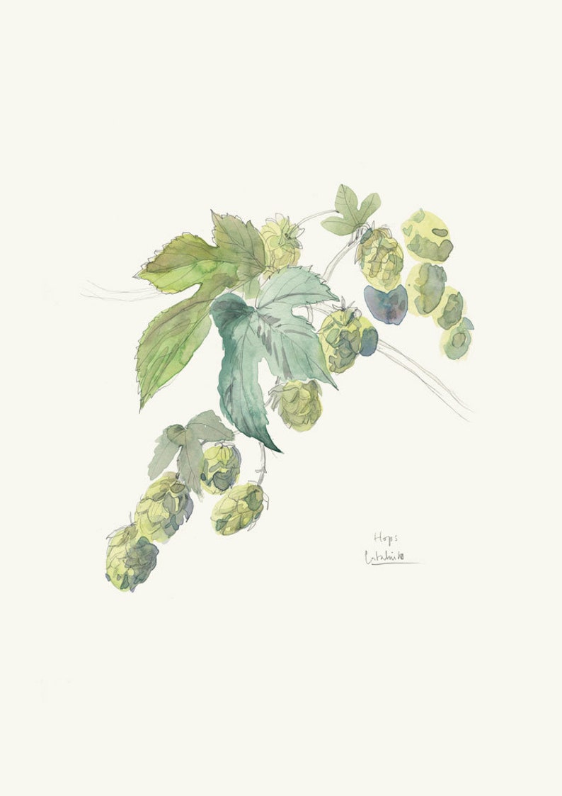 Hops watercolor drawing PRINT of my pencil and watercolor drawing after Hops, Humulus Lupulus, beer plant botanical wallart by Catalina image 2