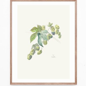 Hops watercolor drawing PRINT of my pencil and watercolor drawing after Hops, Humulus Lupulus, beer plant botanical wallart by Catalina image 5