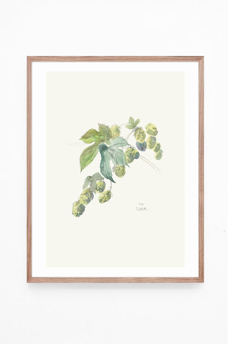 Hops watercolor drawing PRINT of my pencil and watercolor drawing after Hops, Humulus Lupulus, beer plant botanical wallart by Catalina image 5