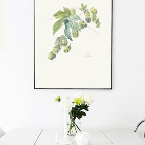 Hops watercolor drawing PRINT of my pencil and watercolor drawing after Hops, Humulus Lupulus, beer plant botanical wallart by Catalina image 8