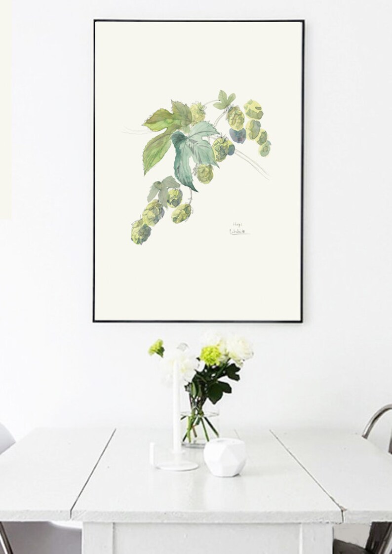 Hops watercolor drawing PRINT of my pencil and watercolor drawing after Hops, Humulus Lupulus, beer plant botanical wallart by Catalina image 8