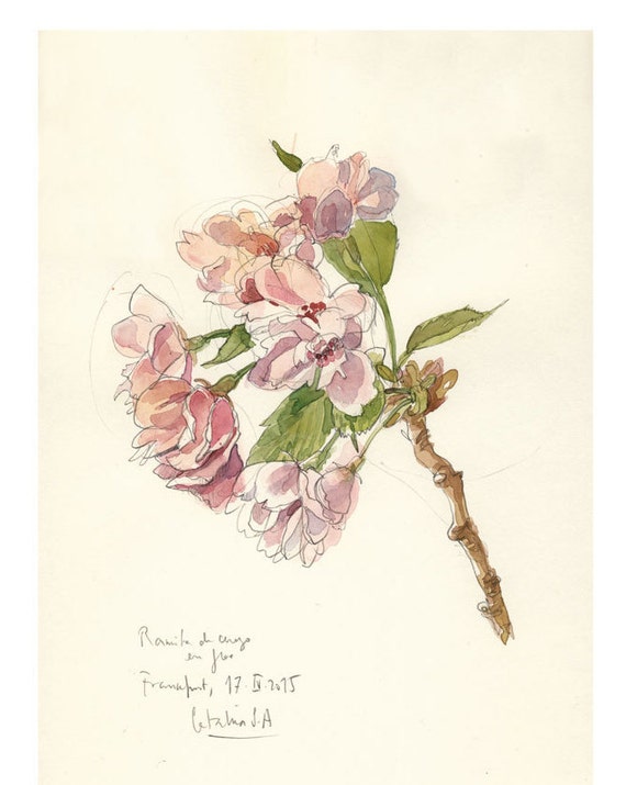 Cherry Blossom 2 Aquarell Bleistiftzeichnung Botanische Etsy