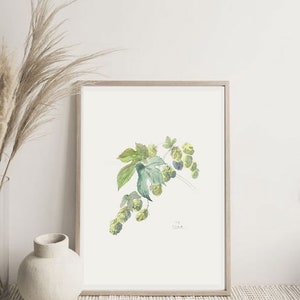 Hops watercolor drawing PRINT of my pencil and watercolor drawing after Hops, Humulus Lupulus, beer plant botanical wallart by Catalina image 7