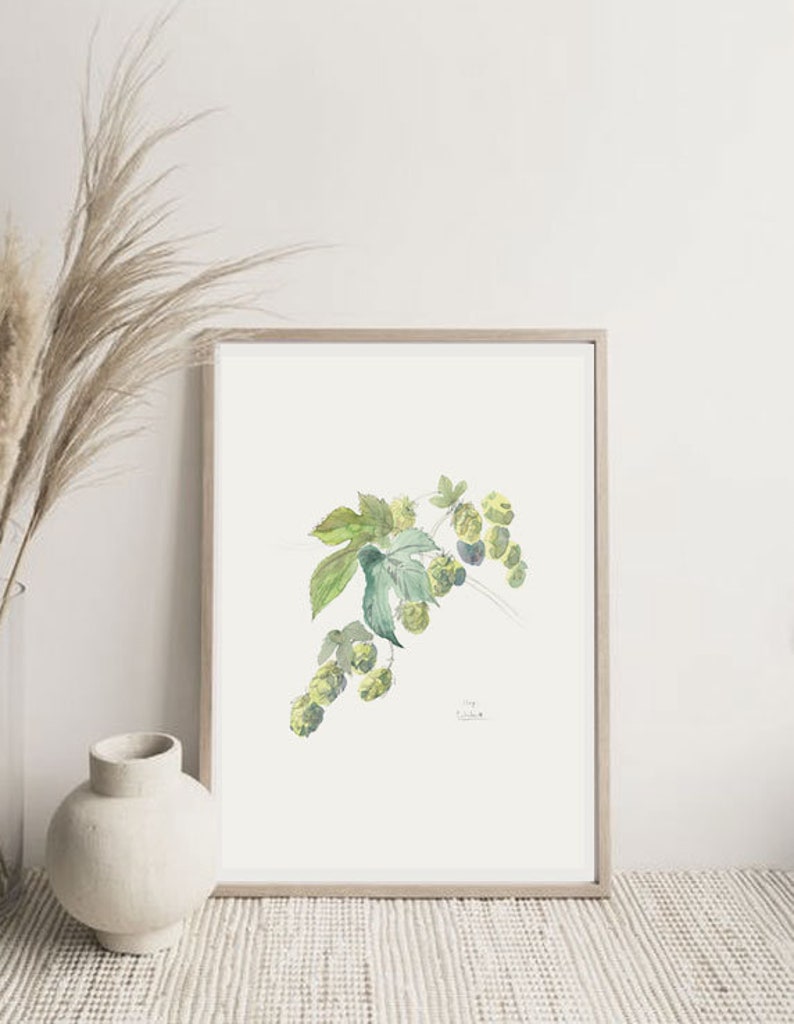 Hops watercolor drawing PRINT of my pencil and watercolor drawing after Hops, Humulus Lupulus, beer plant botanical wallart by Catalina image 7