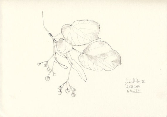 Kwiat Lipy 9 Oryginalny Rysunek Ołówkiem Tilia Liści Wapno Kwiaty Miękkie Zielone Liście I Kruche żółte Pąki Przez Catalina S A