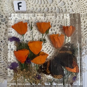 D-F Genuine California Poppy Flowers, Bright and Colorful, Preserved in Resin - Window into a California Spring Day Forever Frozen in Time