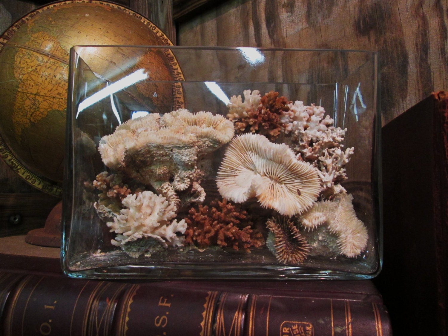 Vintage Coral Collection in Handblown Glass Aquarium Etsy