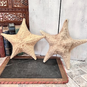 May include: Two large, beige starfish with textured surfaces are displayed on a wooden framed chalkboard. The starfish are positioned against a backdrop of weathered white wood and antique books, evoking a coastal or nautical theme.