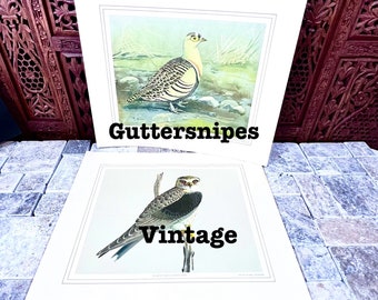 Bird Prints Vintage - Sand Grouse or Black Shouldered Kite Your Choice - White Background Mat Style Edge - Art by Louis Agassiz Fuertes