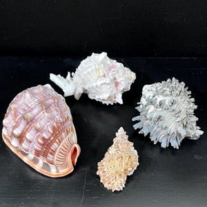 May include: Four seashells of varying sizes and textures are displayed against a black background. The shells range in color from white and pink to brown and gray, showcasing natural patterns and ridges. The shells are a mix of spiral and rounded shapes.