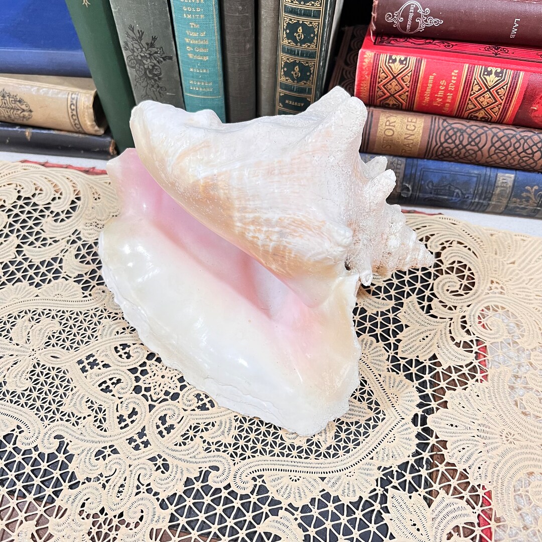 Conch Shell Vintage Ocean, Tropical, Island, Sea Side Display 7 1/2 ...
