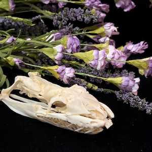 May include: A snake skull with visible teeth rests on a black surface, accompanied by a bouquet of lavender flowers. The flowers have purple blooms and green stems. The skull is off-white in color.